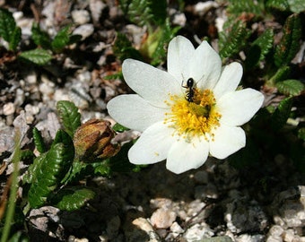 20 Dryas oxyodonta Seeds, alpine Plant Seeds