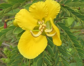 May include: A close-up of a bright yellow flower with a five-petal bloom and a prominent centre with yellow and brown stamen. The flower is surrounded by green leaves.