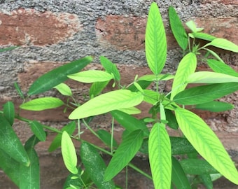 200 Telegraph Plant Seeds, Desmodium gyrans