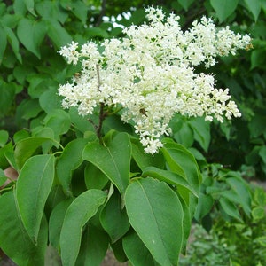 May include: A close-up of a tree branch with white flowers and green leaves. The flowers are in bloom and the leaves are lush and green.