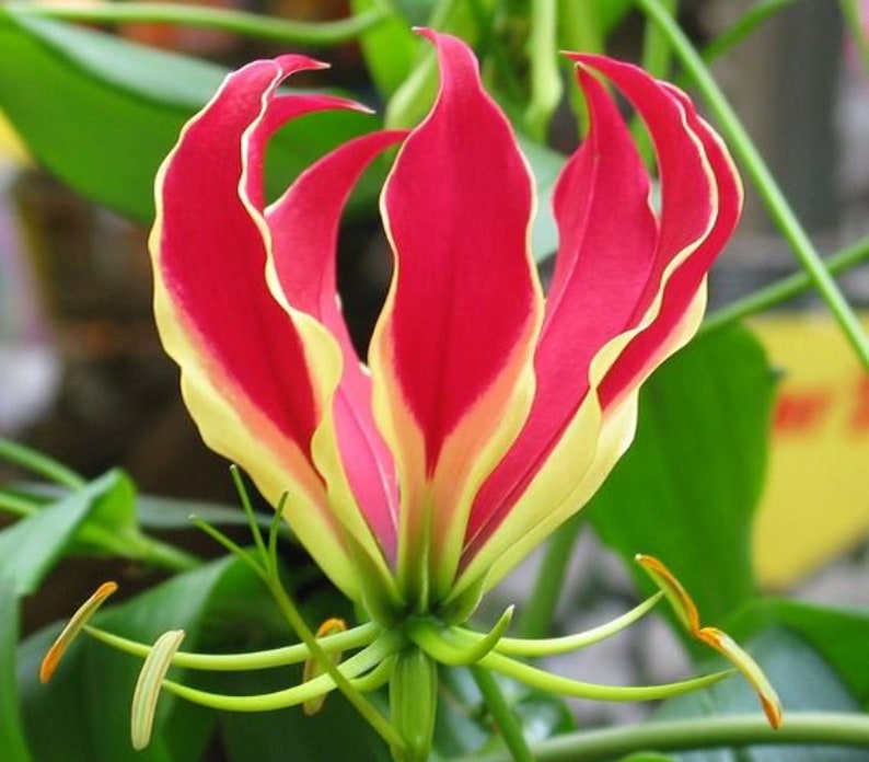 100 Gloriosa superba Seeds , Flame lily, fire lily, gloriosa lily, glory lily, superb lily, climbing lily, and creeping lily. image 1