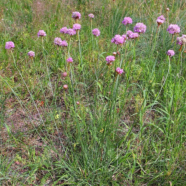 100 Samen Armeria maritima Subsp. elongata