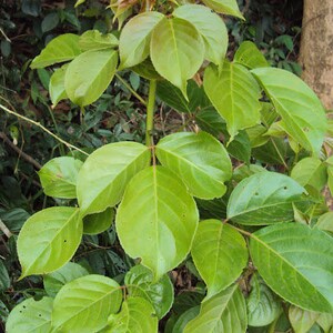 May include: A close-up of a green leafy plant with large, veined leaves. The plant has a central stem and branches out with multiple leaves.