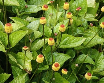 1000 Spilanthes acmella Semi , Toothache Plant Seeds
