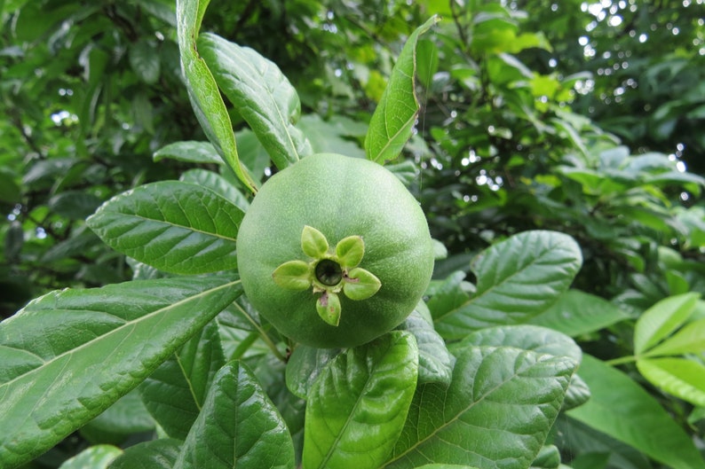 50 Catunaregam spinosa Seeds, Mountain Pomegranate, Spiny Randia, False guava, Thorny Bone-apple, Common emetic nut image 3
