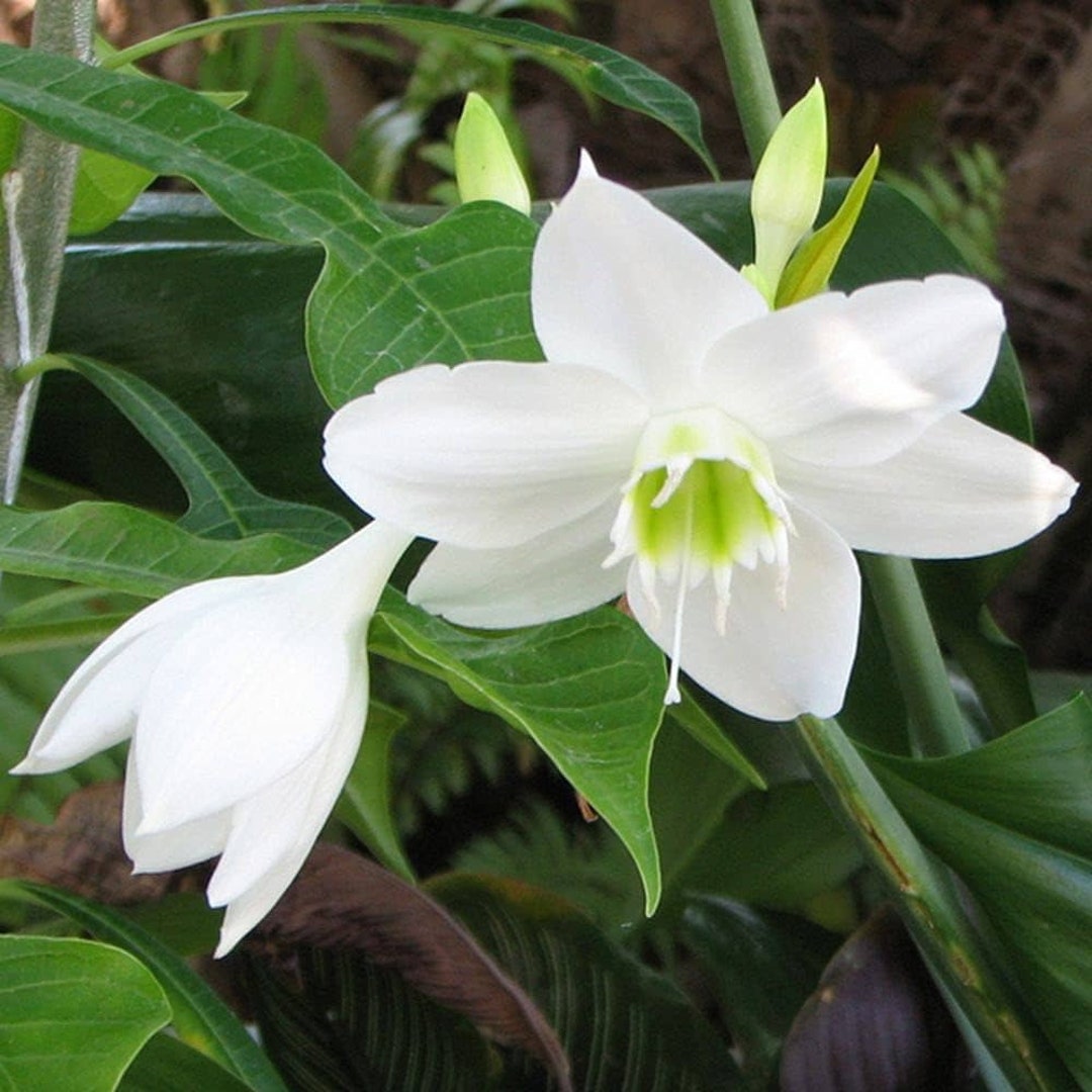 5 Eucharis Lily Rhizomes, Amazon Lily Bulbs - Etsy Denmark