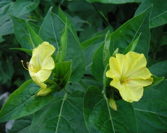 Four O Clock Seeds Etsy Uk