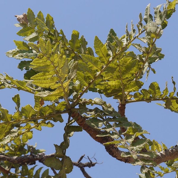 50 indische Weihrauchbaumsamen, Boswellia serrata Samen, indischer oli banum