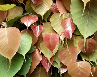 1000 Ficus religiosa Seeds , Peepal Tree Seeds, Bo tree Seeds, bodhi tree Seeds , holy tree Seeds , scared fig Tree Seeds