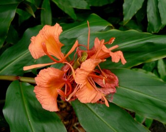 1 Hedychium Greenii Rhizome , Rhizome au gingembre papillon rouge