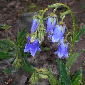 20 Campanula barbata Seeds, Bearded Bellflower Plant Seeds image 1