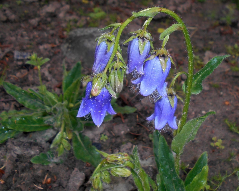 20 Campanula barbata Seeds, Bearded Bellflower Plant Seeds image 1