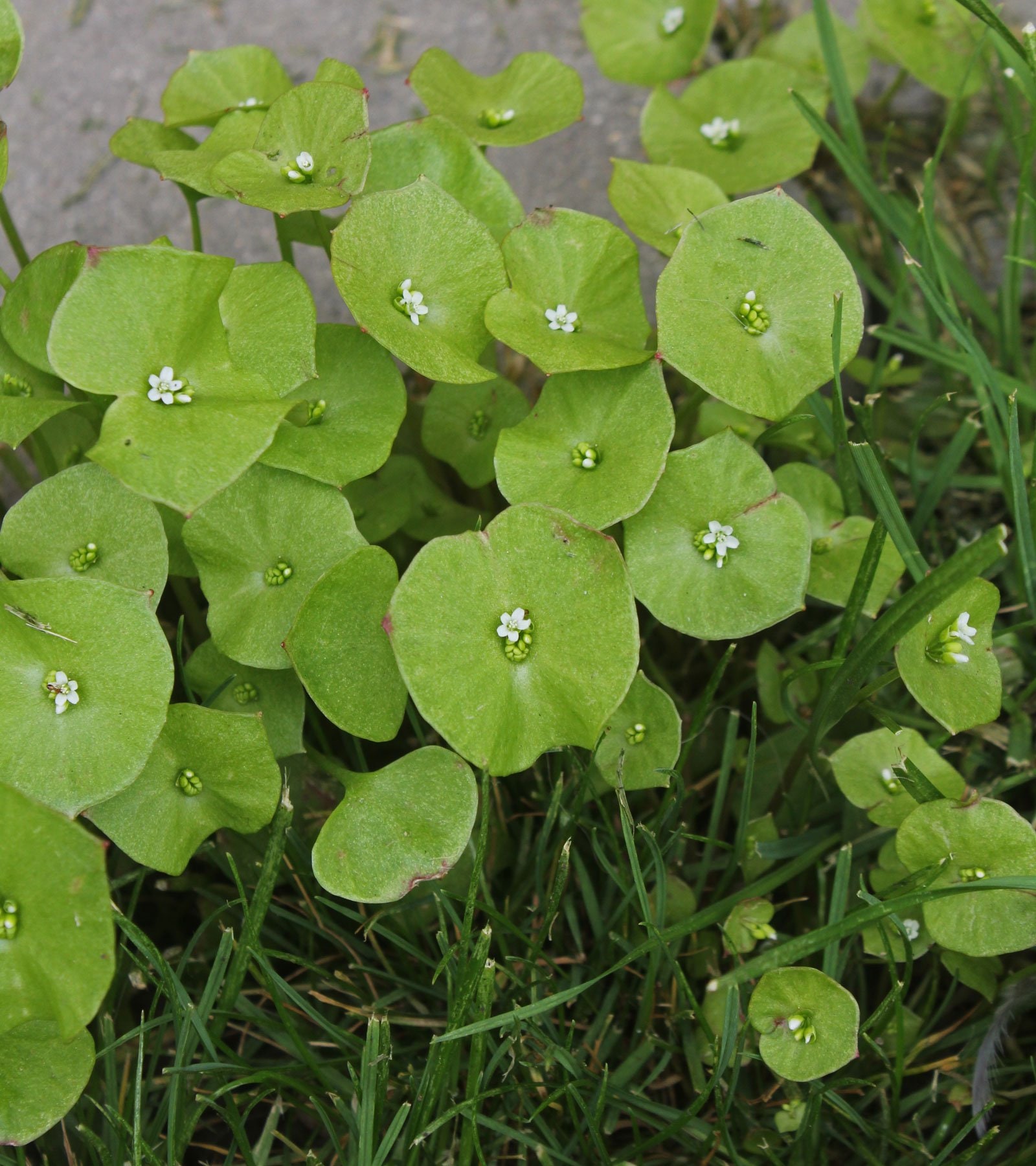 "50 Graines de Claytonia Perfoliata : Miner