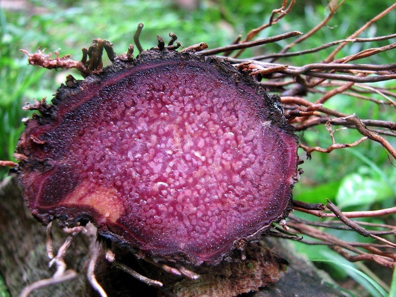 100 Purple yam Seeds Greater yam Seeds Yam Plant Etsy