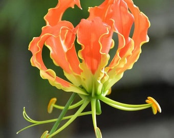 2 Gloriosa Plantii   Rhizome , Orange Gloriosa Lily, Glory Lily Rhizomes, Gloriosa Lily,  Orange Glory Lily