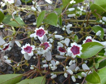 25 Paederia foetida Seeds, Skunk Vine, Chinese fever vine Seeds