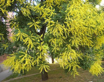 Puede incluir: Un árbol con largas ramas colgantes de flores amarillas brillantes. Las flores están agrupadas en racimos densos, creando una vibrante exhibición de color.