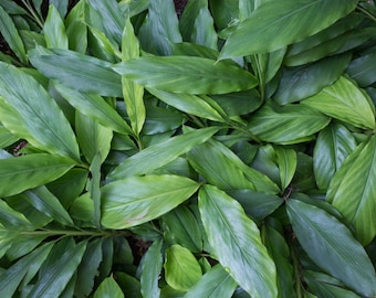 100 Ceylon-kardemomzaden, Elettaria Cardamomum, Elaichi-zaden voor kieming