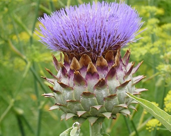 100 Samen der Artischocke, Cynara Scolymus
