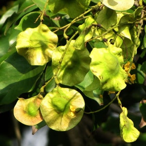 50 Pterocarpus Marsupium Seeds ,Indian Kino Tree, Malabar Kino Tree.Kino Tree Seed image 2