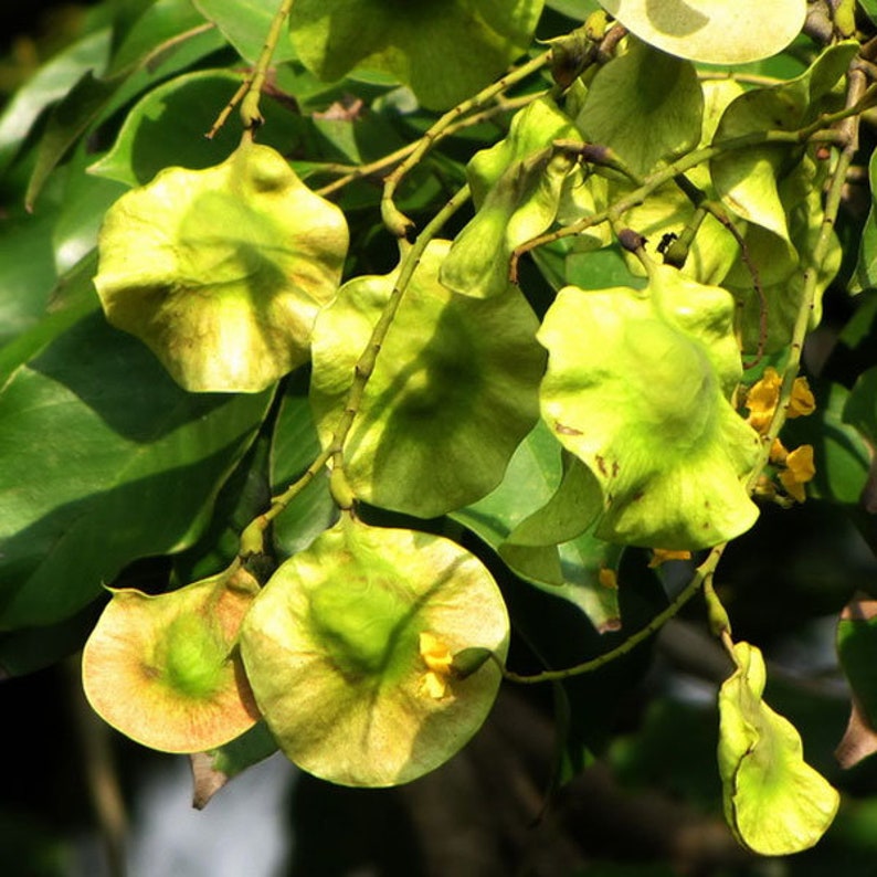 50 Pterocarpus Marsupium Seeds ,Indian Kino Tree, Malabar Kino Tree.Kino Tree Seed image 2