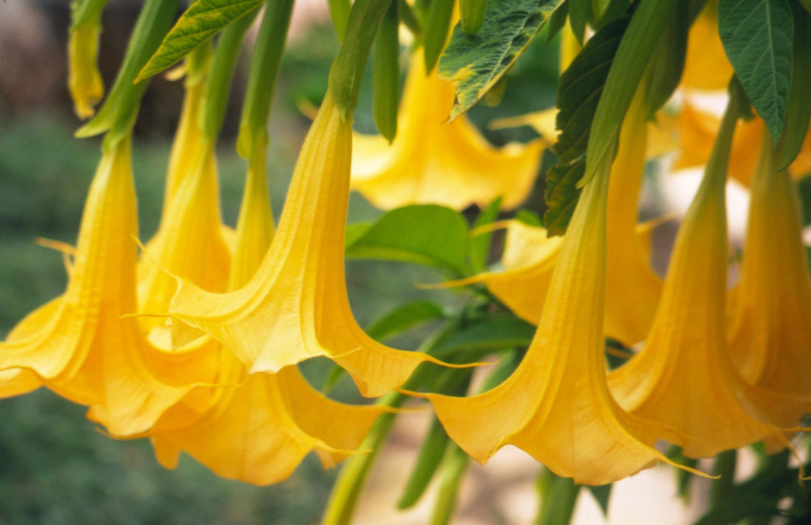50 Brugmansia suaveolens Seeds Yellow Angel Trumpet Flower Etsy