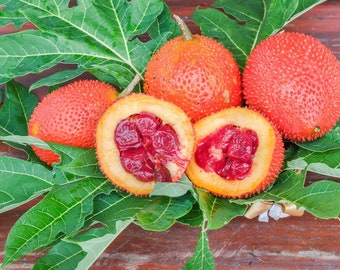 Thailand Original 10 Seeds Natural Organic GAC FRUIT Momordica Free Shipping Thailand Original 10 Seeds Natural Organic GAC FRUIT Momordica Free Shipping