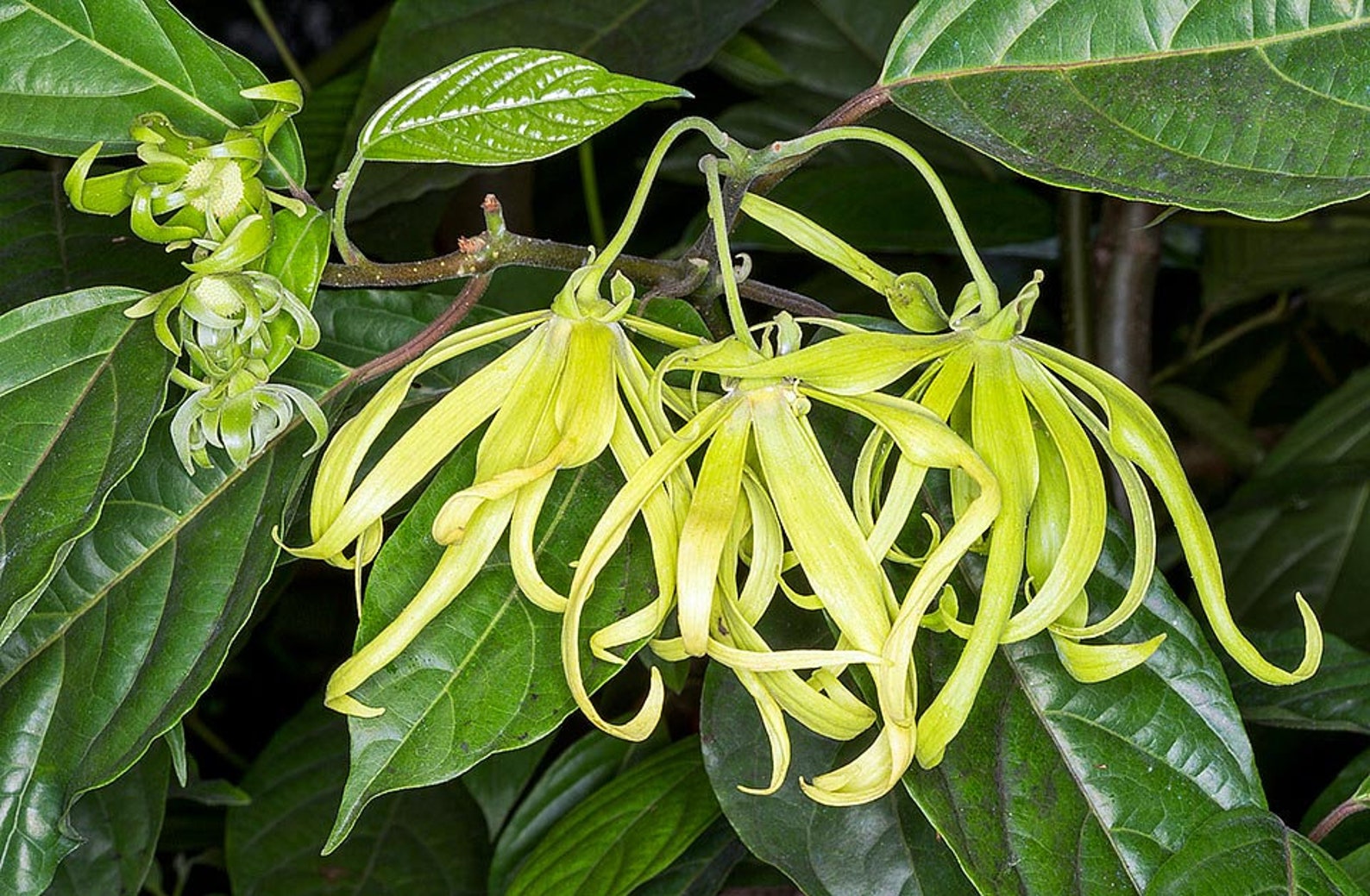 200 Cananga Odorata Seeds ylang Ylang Seeds Ilang Ilang Etsy