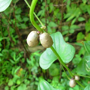 50 Dioscorea oppositifolia Seeds,  Chinese Wild Yam Seeds, Cinnamon Vine Seeds