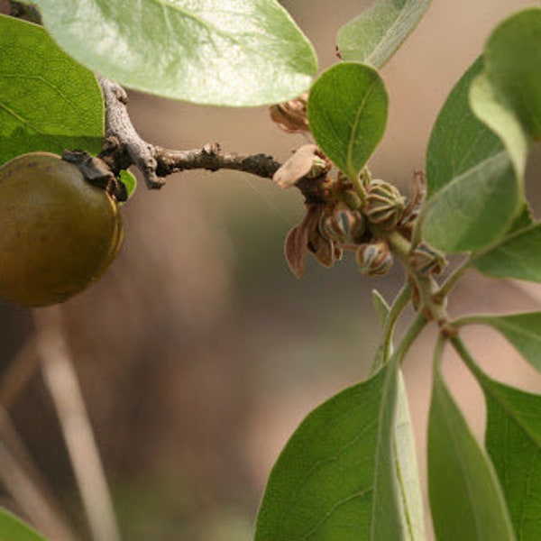 50 Diospyros melanoxylon Seeds, Coromandel Ebony Seeds