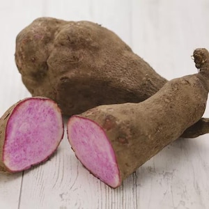 100 Samen der violetten Yamswurzel, Dioscorea Alata