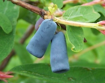 200 Samen Lonicera caerulea Blaubeer-Geiblatt oder Sbeer-Geiblatt -  Etsy Schweiz