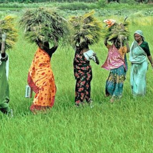 300 ガーデニア ジャスミノイデス 種子、ケープ ジャスミン 種子、一般