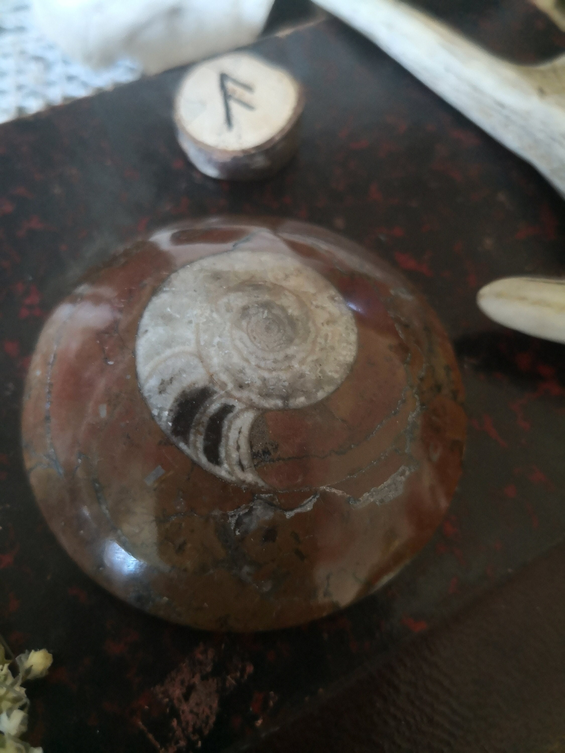 Ammonite Fossile Maroc Poli Galet Collection Minéraux