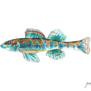 Fish Watercolor - Detailed Realistic - Beach Painting - Tropical - River Art - Alabama Darter - Art Print - Wildlife Illustration - Art