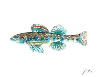 Fish Watercolor - Detailed Realistic - Beach Painting - Tropical - River Art - Alabama Darter - Art Print - Wildlife Illustration - Art