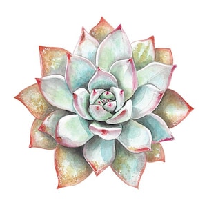 Succulent Watercolor - Cactus Art Print - Succulent Painting - Southwestern Painting -Cacti Art- Vintage -Floral Cactus- Botanical Art Print