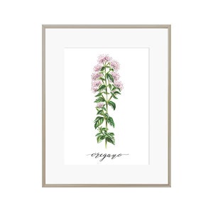 Oregano Herb Watercolor Print - Watercolor Herb Print Set - Oregano Painting - Herb Painting - Farmhouse Kitchen Decor - Kitchen Herb Print