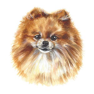Pommern Aquarell Porträt - Benutzerdefinierte Hundemalerei - Benutzerdefinierte Hundekunst - Pommern Porträt - Aquarell benutzerdefinierte Haustier Kunst - Haustier Gedenkkunst