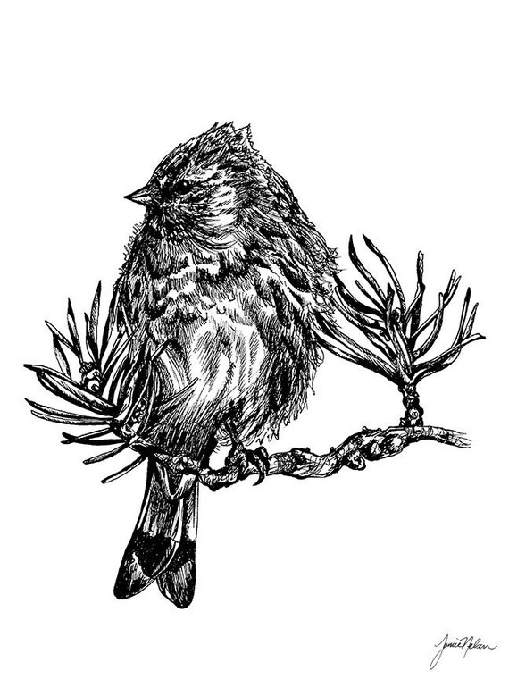 Art Pen Drawing Bird Bird Pen Illustration Bird On Branch Pen And