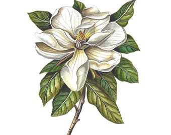 Magnolia Watercolor - Magnolia Art Print - Magnolia Painting - Floral Watercolor - Farmhouse Decor - Botanical - Vintage - Southern Art