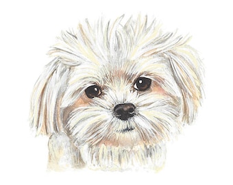 Maltese Watercolor Painting - White Puppy Print - Dog Art - Realistic Animal Art- Maltese Dog Art Print - Cute Dog Portrait - Gift -Pet Art