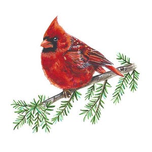 Kardinal Aquarell - Roter Kardinal Kunstdruck - Vogelmalerei - Roter Vogel Aquarell - Bauernhausdekor - Kiefer Aquarell - Vogel auf Ast Art