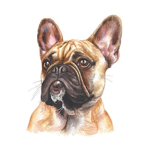 French Bulldog Watercolor Painting - French Bulldog Puppy Print - Dog Art - Realistic Animal Art- Frenchie Art Print - Bulldog Art - Gift