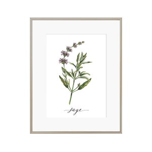 Sage Herb Watercolor Print - Watercolor Herb Print Set - Sage Painting - Herb Painting - Farmhouse Kitchen Decor -Kitchen Herb Print