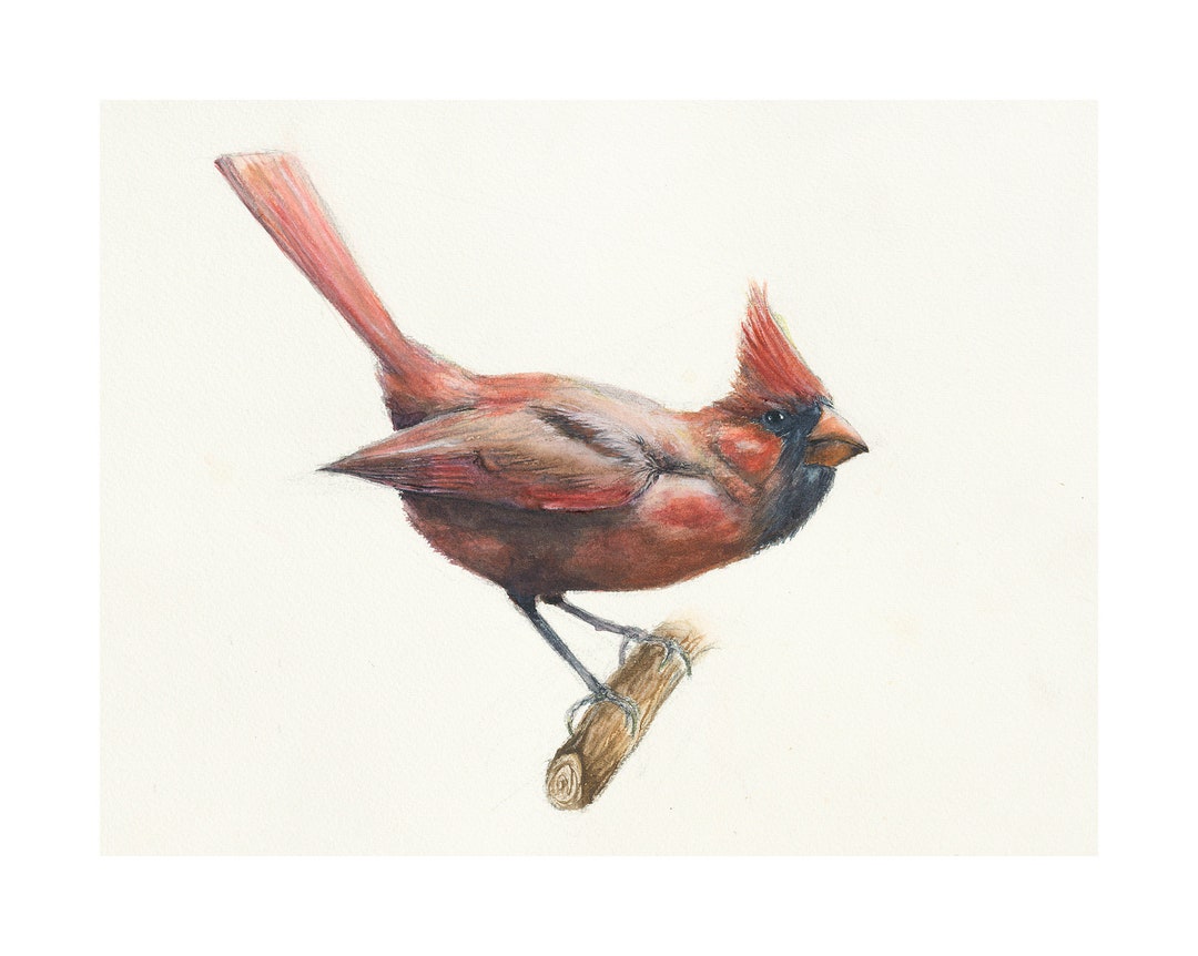 Male Cardinal Archival Quality Print - Etsy