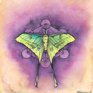 Luna Moth Archival Quality Prints