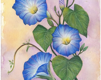 Morning Glory Archival Quality Prints