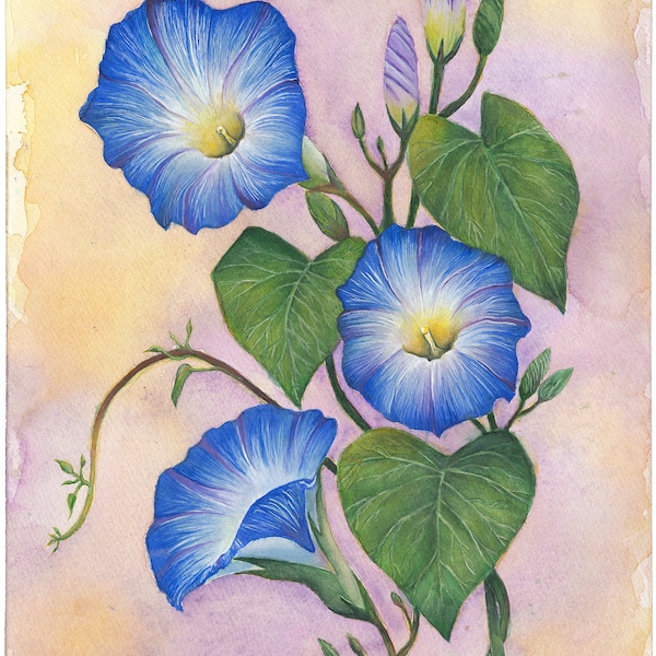 Morning Glory Print - Etsy