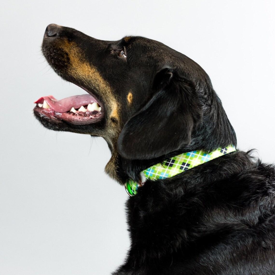 Large Green Argyle Dog Collar - Etsy